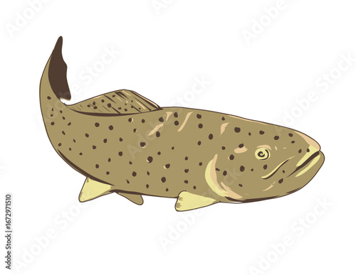 WPA poster art of an Apache trout or Arizona trout viewed from front done in works project administration or federal art project style.
