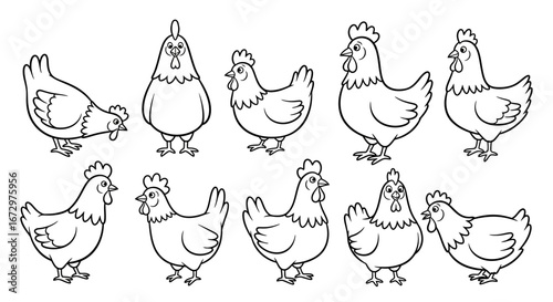 Outline drawing of domestic chickens in various poses on isolated white background for coloring book