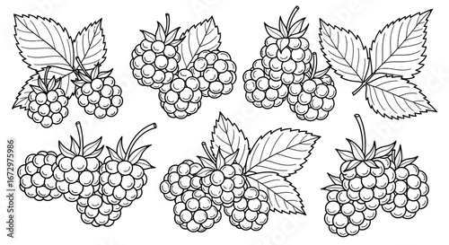 Outline drawing of fresh raspberries with leaves on isolated white background for coloring book