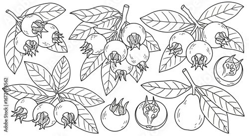Cuadro en lienzo Outline drawing of fresh medlar fruits on branches with leaves on isolated white