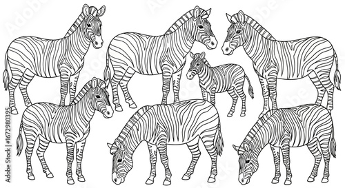 Peaceful Cartoon Zebras Grazing in the African Savanna, Isolated White Background for Coloring Book