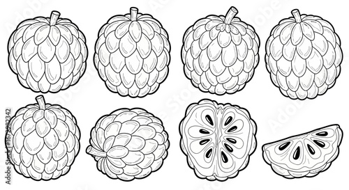 Custard Apple Fruits Whole and Sliced, Black and White Vector Illustration on Isolated White Background