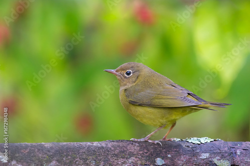Connecticut Warbler