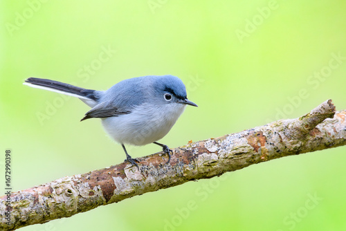 Blue-gray Gnatcatcher