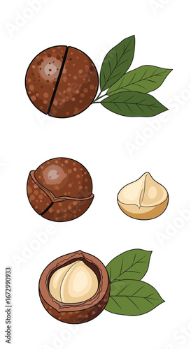 Delicious and nutritious macadamia nuts for healthy eating and culinary delights