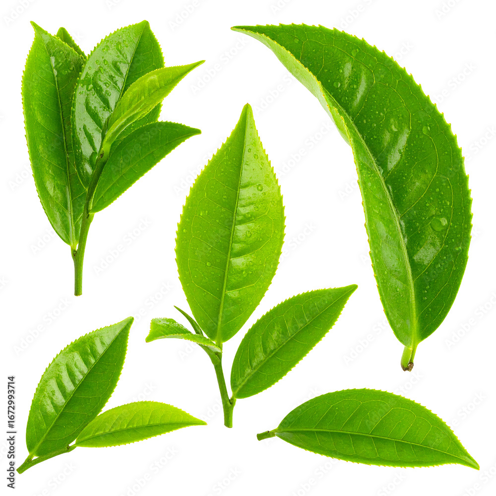 Obraz premium Verdant Tea Leaves Isolated On White Background: A collection of vibrant, freshly picked tea leaves, showcasing their lush texture and natural beauty, perfect for conveying freshness. 