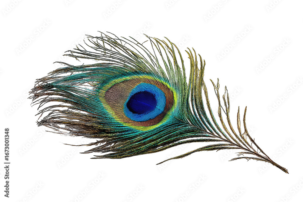 Fototapeta premium Peacock feather, vibrant colors, intricate detail