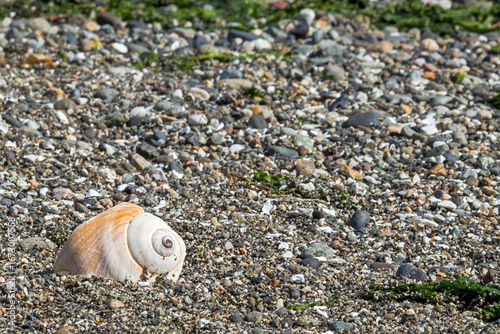 Seashell with spiral on sandy Puget Sound Beach