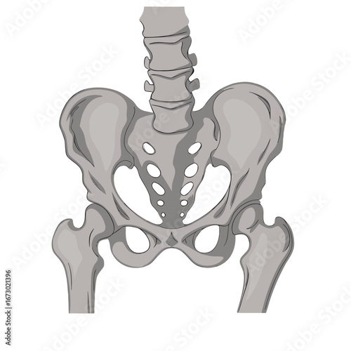 Human pelvis and lumbar vertebrae anatomical illustration bone skeleton