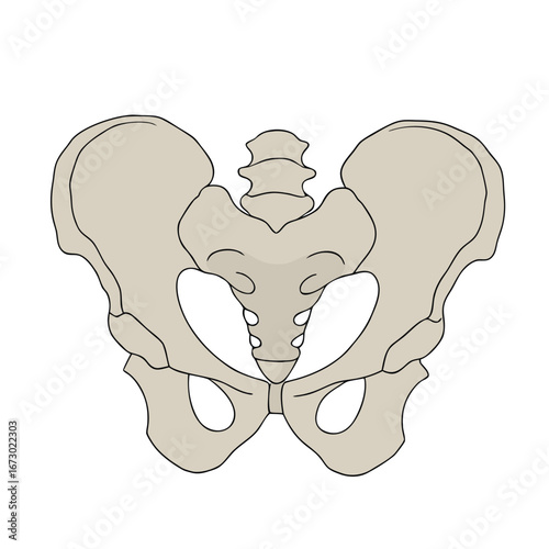 Human pelvic bone anatomy illustration pelvis skeletal