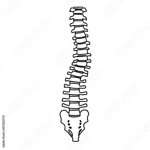 Human spine with scoliosis vector illustration anatomy medical