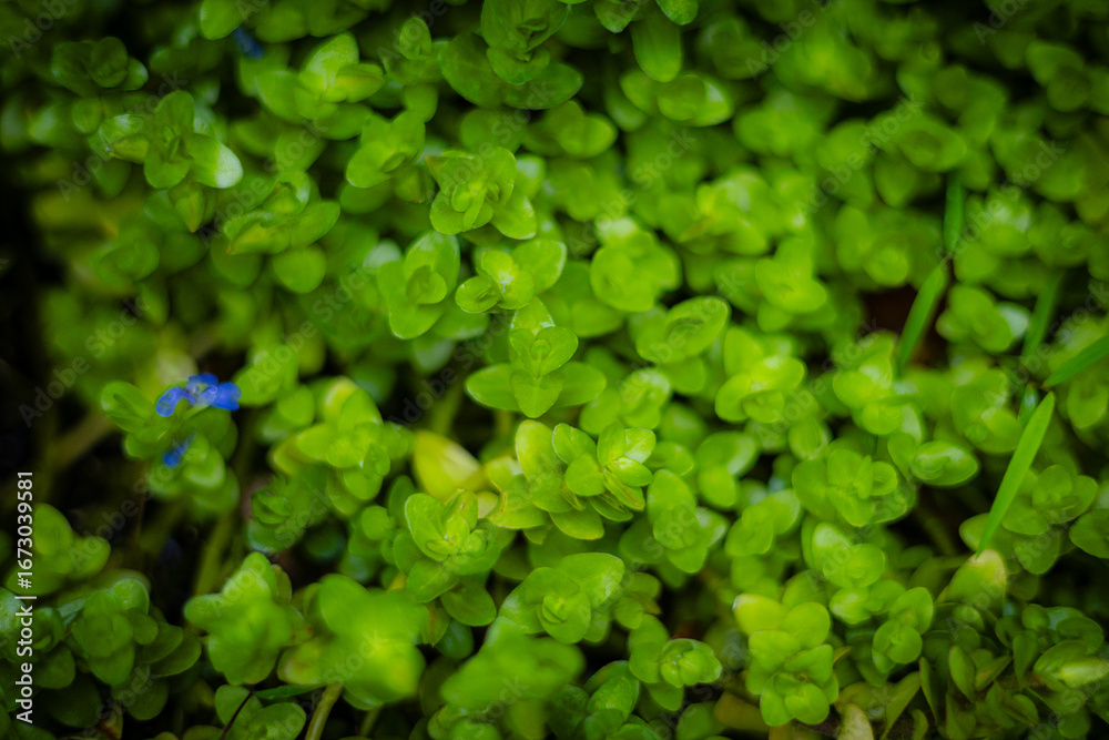 Fototapeta premium Dense Small Green Plants Natural Background