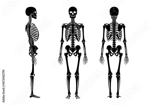 Human Skeleton Vector Illustration Set for Anatomy and Medical Themes with Front, Side, and Back Views