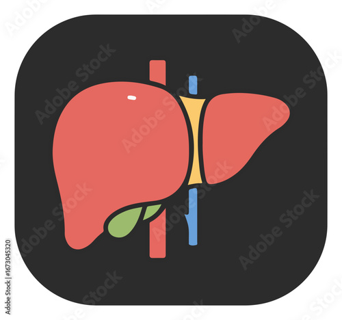 Stylized illustration of a human liver, showing its lobes and vascular system.