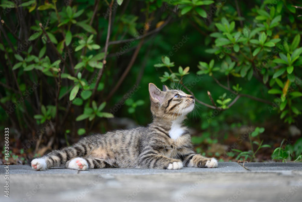Fototapeta premium In the garden, the kitten lay sprawled on the ground.