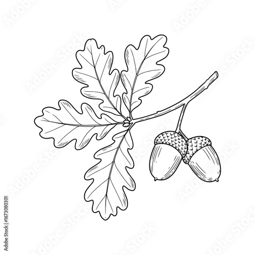 Oak branch with acorns hand drawn sketch nature botanical illustration for autumn season vector