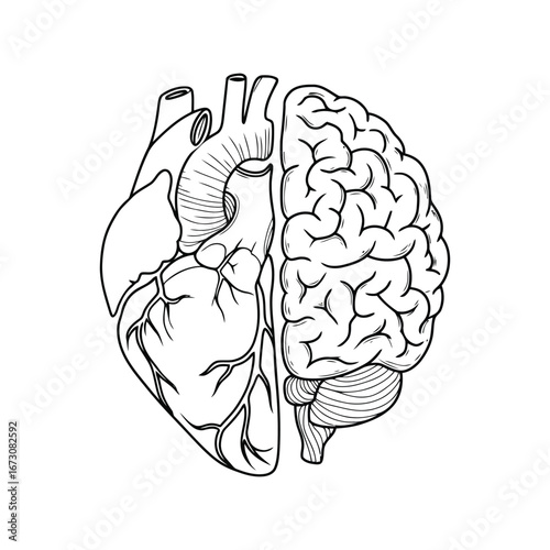Anatomical duality human heart and brain connected concept medical illustration symbolizing emotion and intellect vector