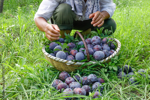 фотографія Fresh Plums Harvested in Wicker Basket - Organic Fruit Picking in Shaanxi Orchar