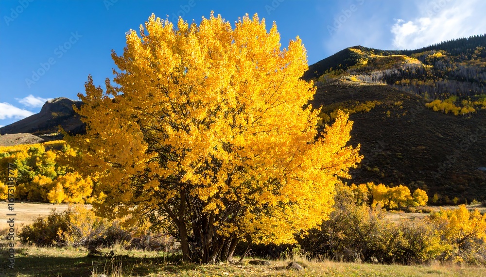 Fototapeta premium Vibrant Golden Aspen Tree in Full Autumn Splendor with Mountain Backdrop.