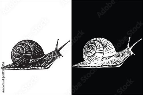 Monochrome Snail Illustration with Black and White Contrast Design