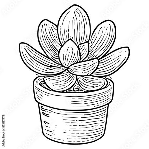 Haworthia Succulent