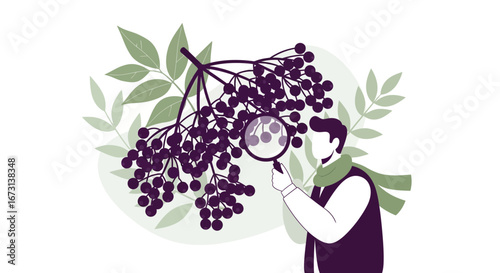 Person Examining Berries with Magnifying Glass, Botanical Illustration in Modern Style