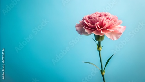 Delicate pink carnation bloom with soft teal background and ample copy space