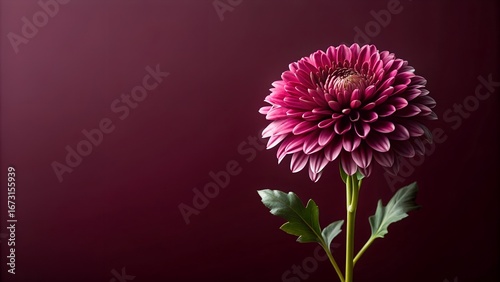 Close up of a vibrant pink chrysanthemum flower with petals facing left on a deep red background