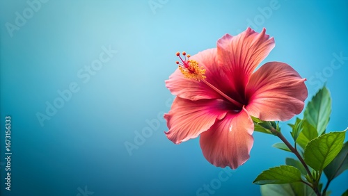 Vibrant pink hibiscus flower blossoms on a soft blue background with copy space