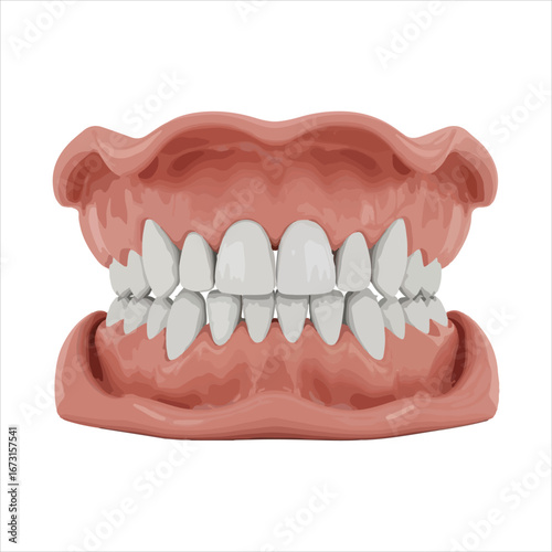 Realistic Dental Model of Human Upper and Lower Jaw with Teeth - Vector Human Teeth