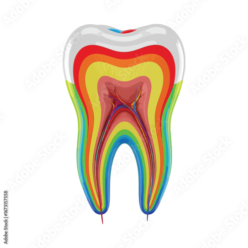Colorful Vector Human Tooth – Detailed Anatomy for Dental Education and Oral Health Awareness