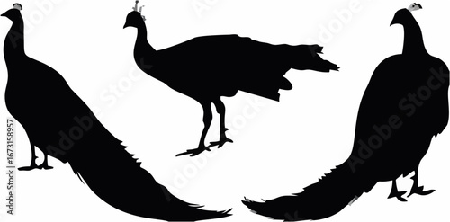 Peacock silhouette.eps