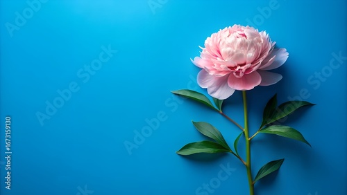Delicate pink peony flower centered against a vibrant blue background with negative space