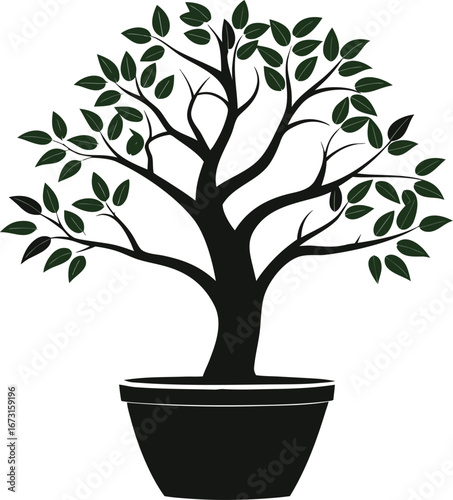 bonsai tree isolated on white background