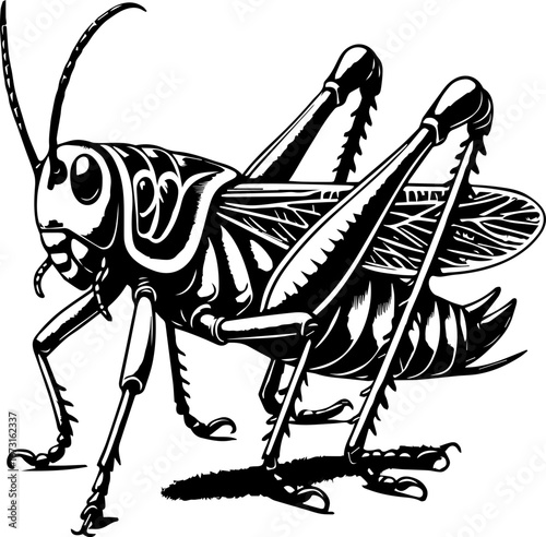Detailed black and white illustration of a grasshopper with long legs and antennae standing sideways