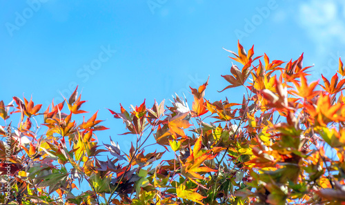 red leaf of a japanese maple tree iunder blue sky with empty space at the top