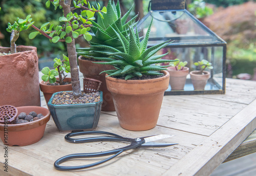 sseedling of succulent plants in little greenhouse on wooden table with potte...