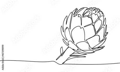 Artichoke Line Drawing
