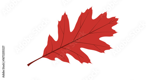 Vibrant red oak leaf autumnal motif for seasonal decorations and graphic design projects