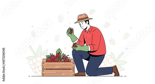 Raspberry Harvest: A Gardener Kneeling While Picking Berries and Putting Them in a Crate