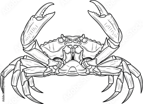 Detailed line art of a crab with claws raised on white