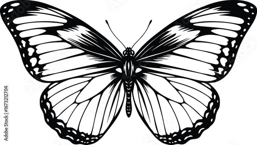 A black and white butterfly with detailed wing patterns