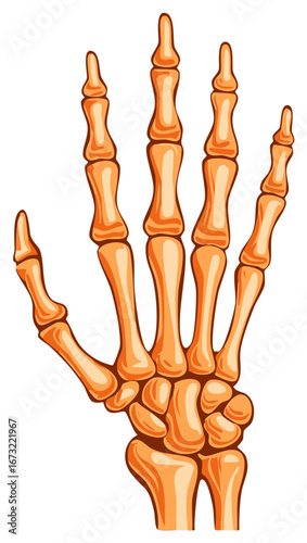 Anatomical illustration of the human hand skeleton in an orange color palette