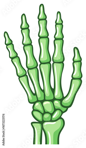 Illustration of a green skeleton hand with articulated fingers and wrist bones