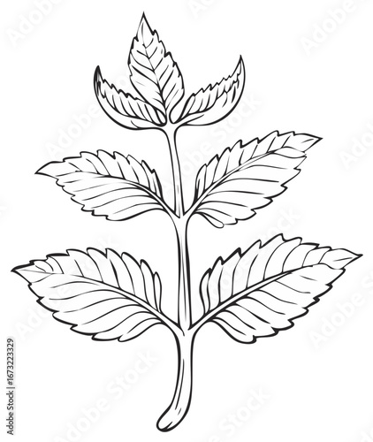 Mint plant botanical illustration line art drawing outline for coloring or pattern element