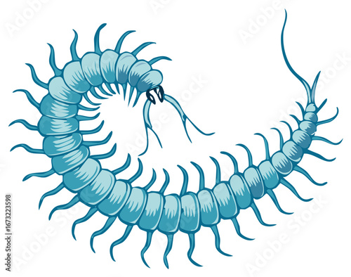Stylized teal centipede illustration