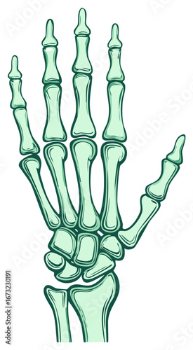 Stylized human hand skeleton bone structure illustration
