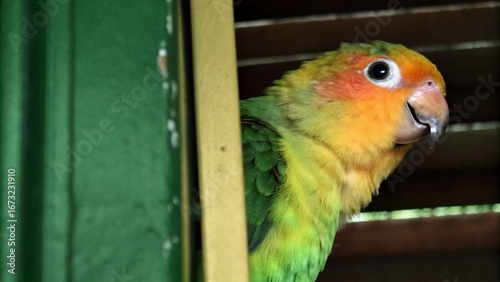 green and yellow parrot