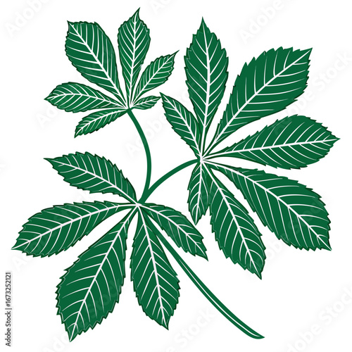 cannabis leaf isolated on white background