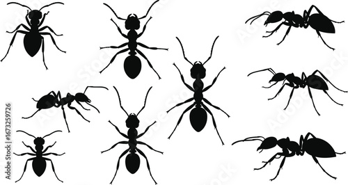 Silhouettes of ants in various poses on a white background insect insects